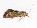 Phaulernis dentella